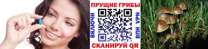 как найти закладки  Конаково  Галлюциногенные грибы Psilocybe 